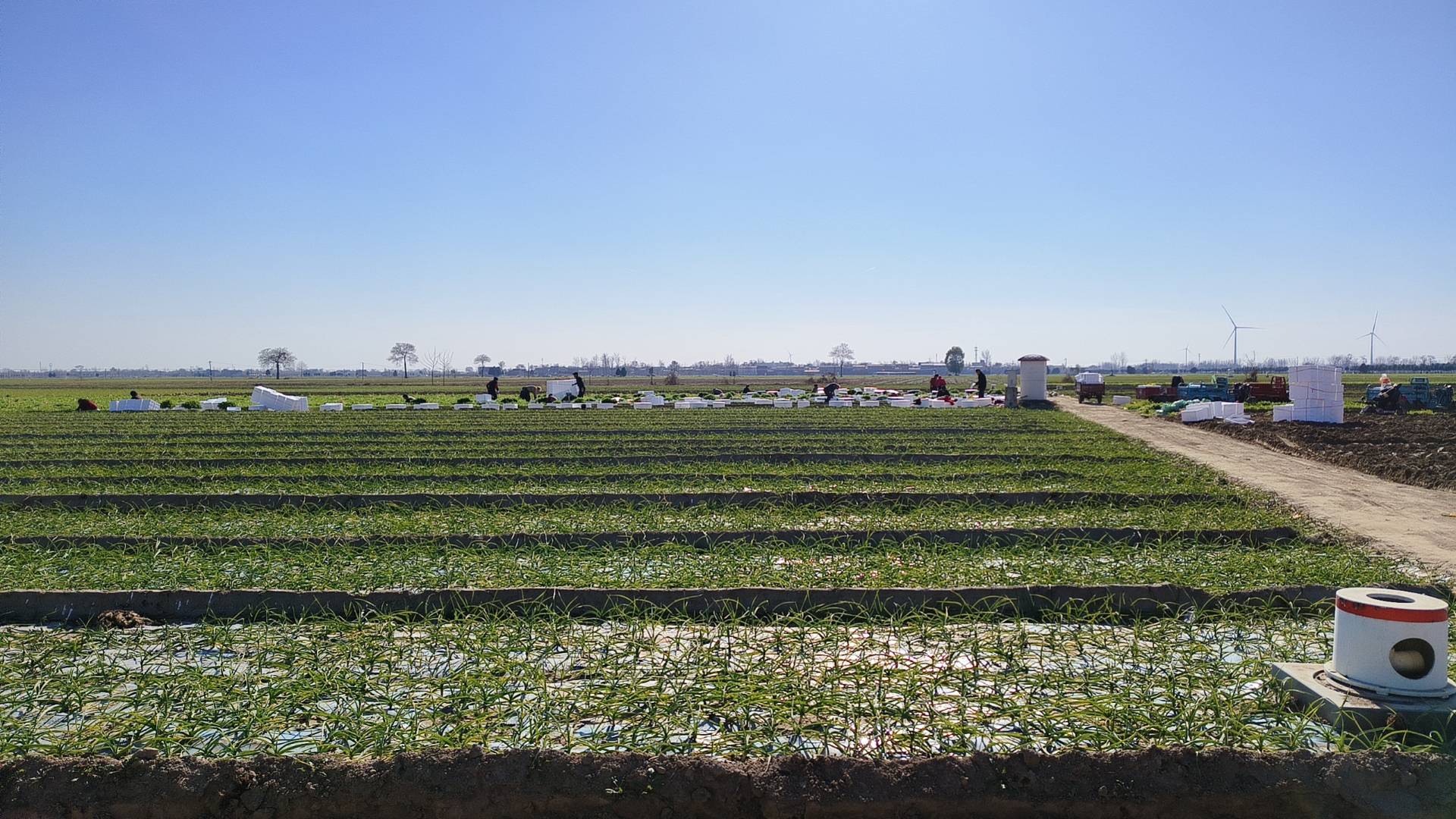 香菜田间种植场景