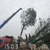 18-25截杆香樟，杆直冠圆支持线上保障交易