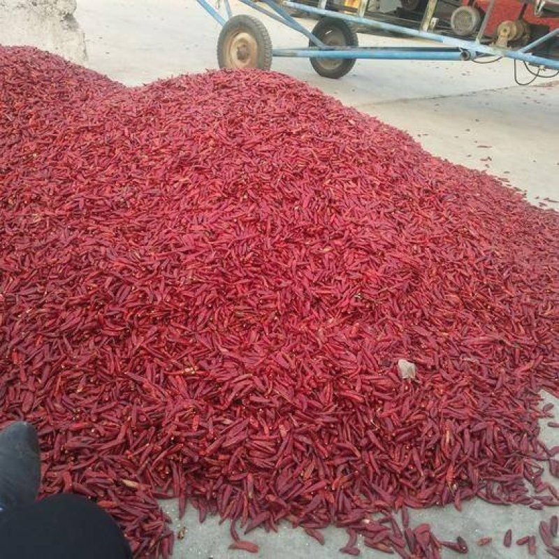 河南洛阳万亩辣椒产地直供新一代贵族二号，三鹰大量上市现货