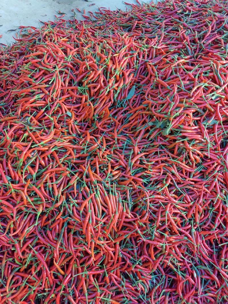 艳红小米椒规格多样量大从优欢迎电联或实地考察订货合作