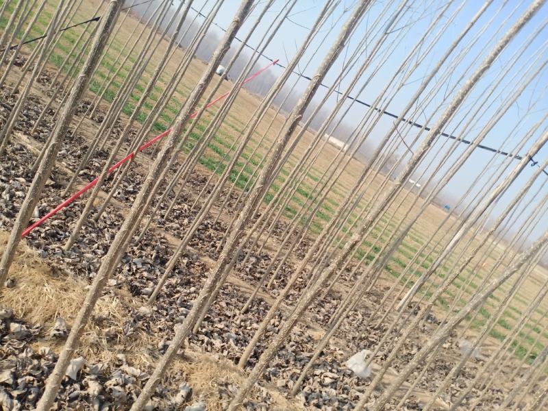 山东泗水107杨树苗无病虫害货源充足产地直发