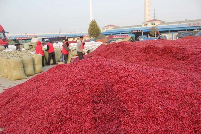 河南洛阳万亩辣椒产地直供新一代贵族二号，三鹰大量上市现货