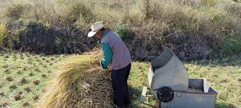 小麦脱粒现场,大型联合收割机正在进行脱粒作业,农民在一旁监督 小麦脱粒现场