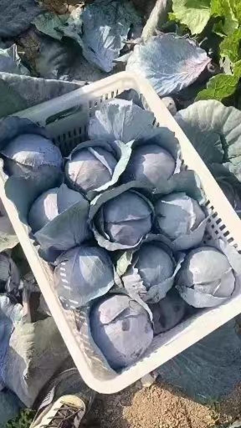 河北邯郸紫甘兰大量上市产地发货一手货源量大从优