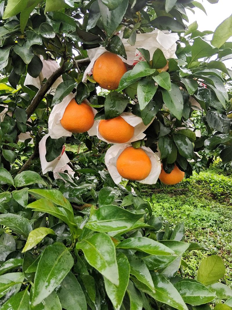 重庆爱媛橙，一手货源，量大从优，欢迎大家来电咨询