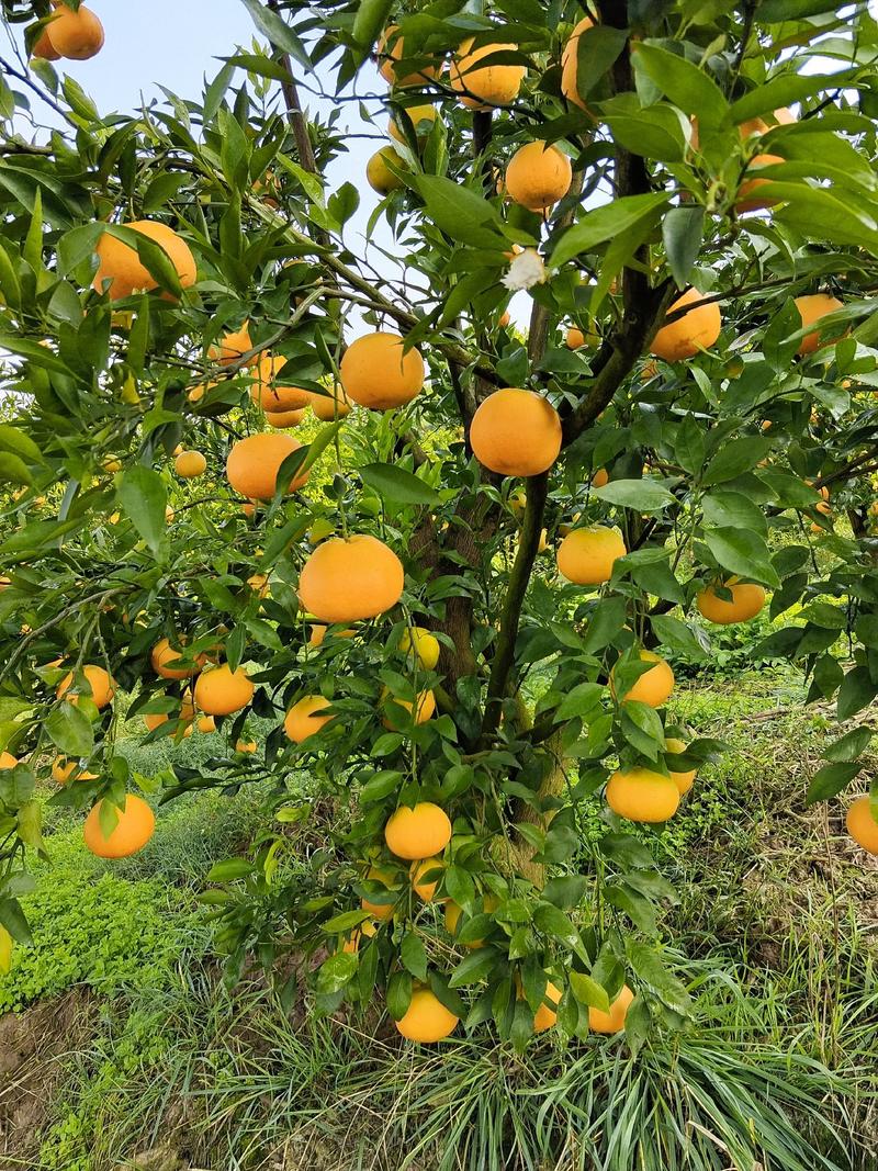 重庆爱媛橙，一手货源，量大从优，欢迎大家来电咨询