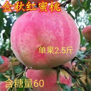 新品种桃树苗金秋红蜜桃特大桃子品种离核蜜桃
