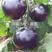 基地推荐品种兴圆二号圆茄种子白肉大果深黑紫色圆茄子种籽