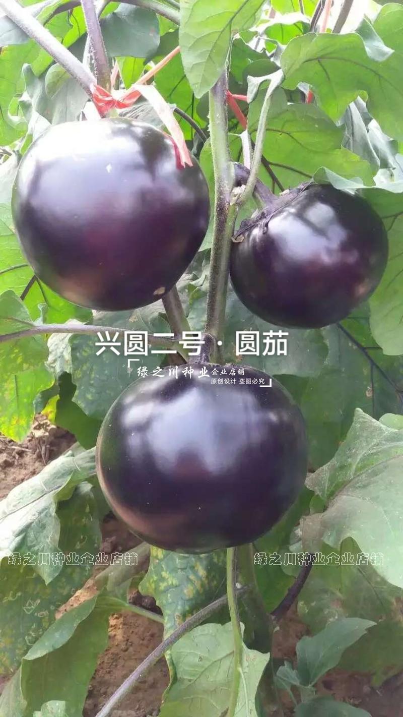 基地推荐品种兴圆二号圆茄种子白肉大果深黑紫色圆茄子种籽