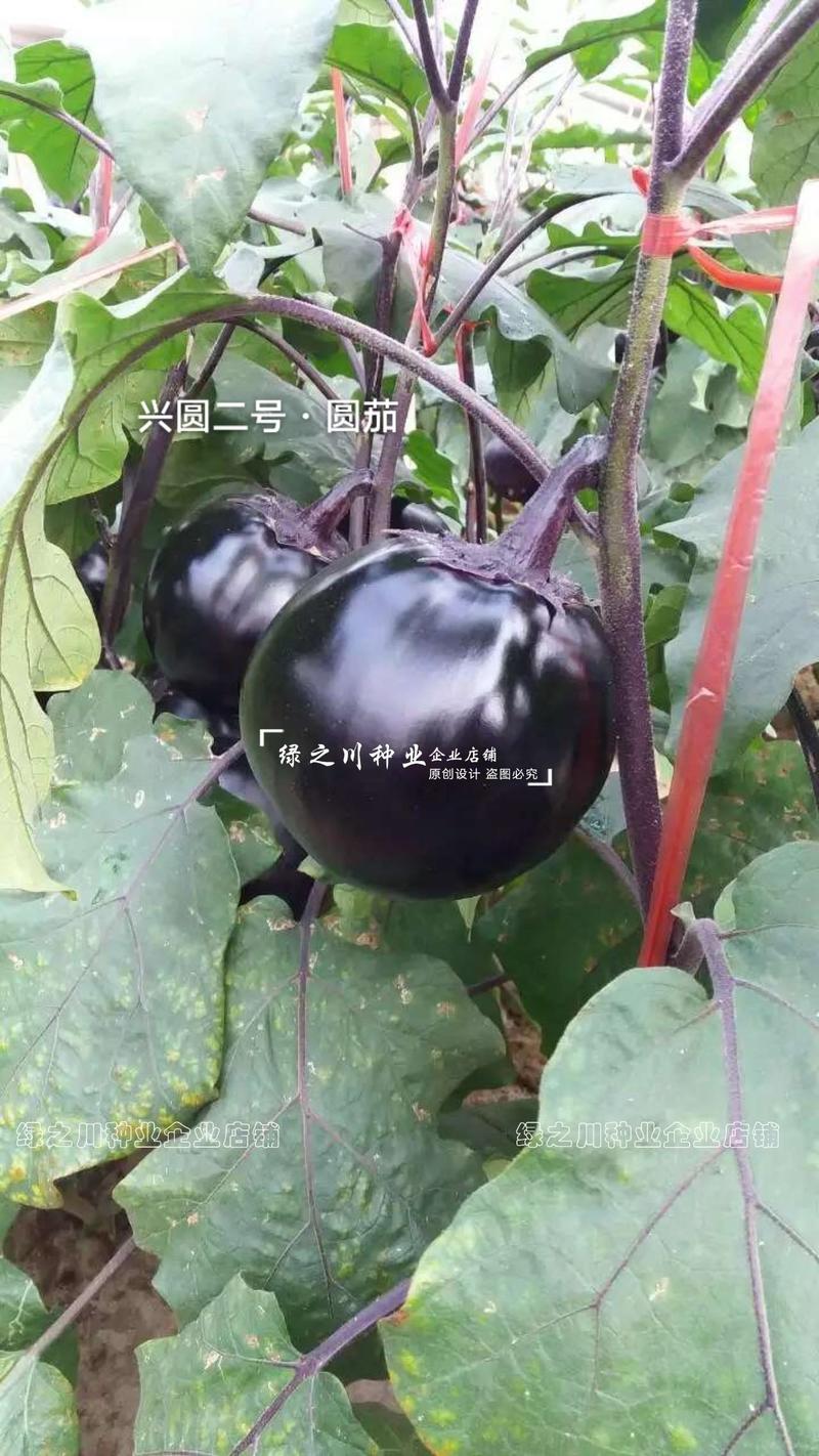 基地推荐品种兴圆二号圆茄种子白肉大果深黑紫色圆茄子种籽