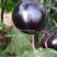 基地推荐品种兴圆二号圆茄种子白肉大果深黑紫色圆茄子种籽