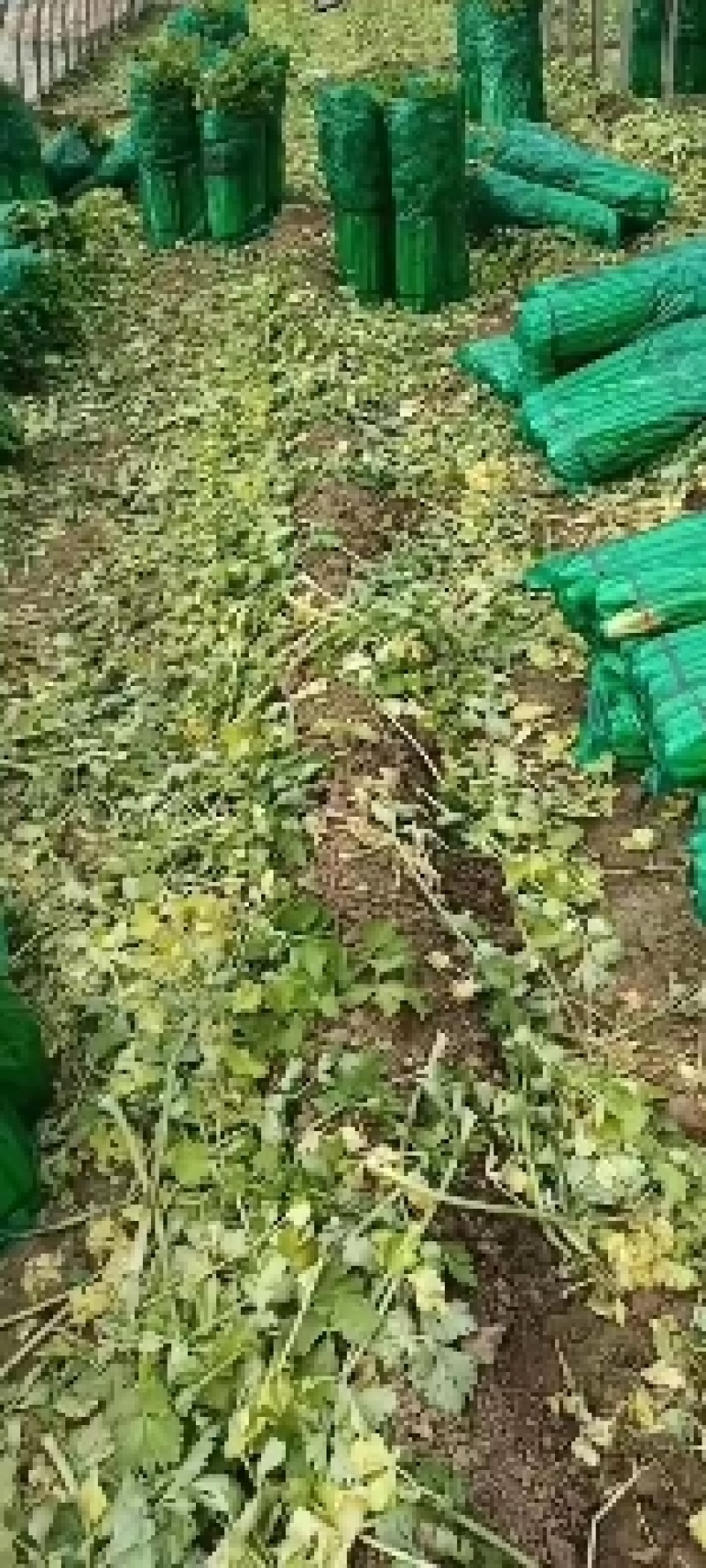 芹菜杆子亮，菜美价格合理。
