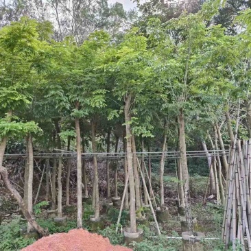 海南黄花梨