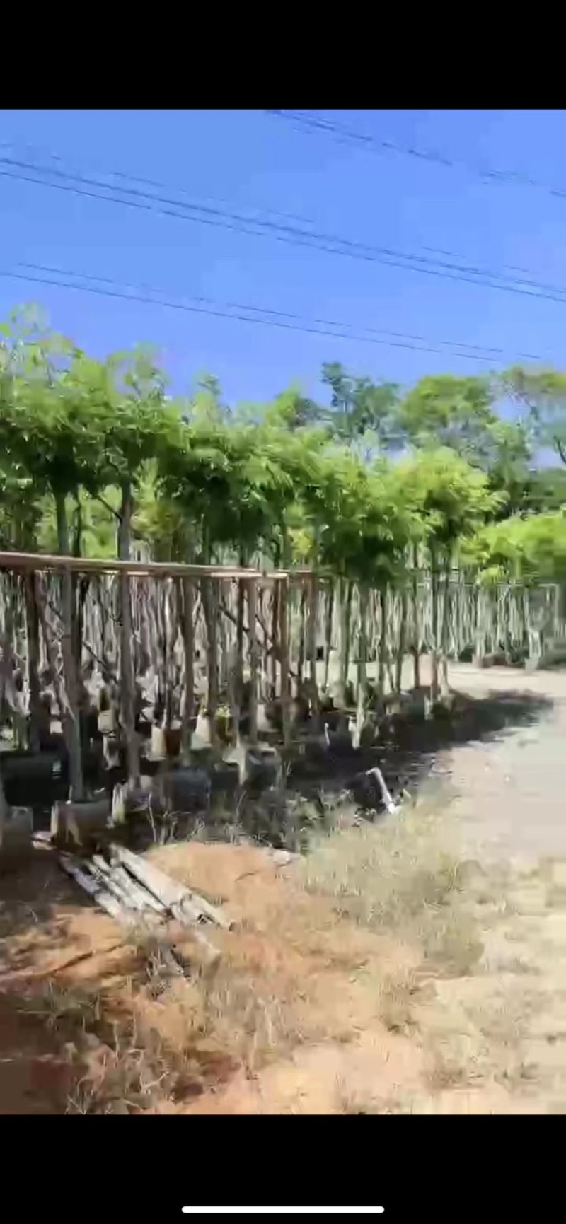 海南黄花梨