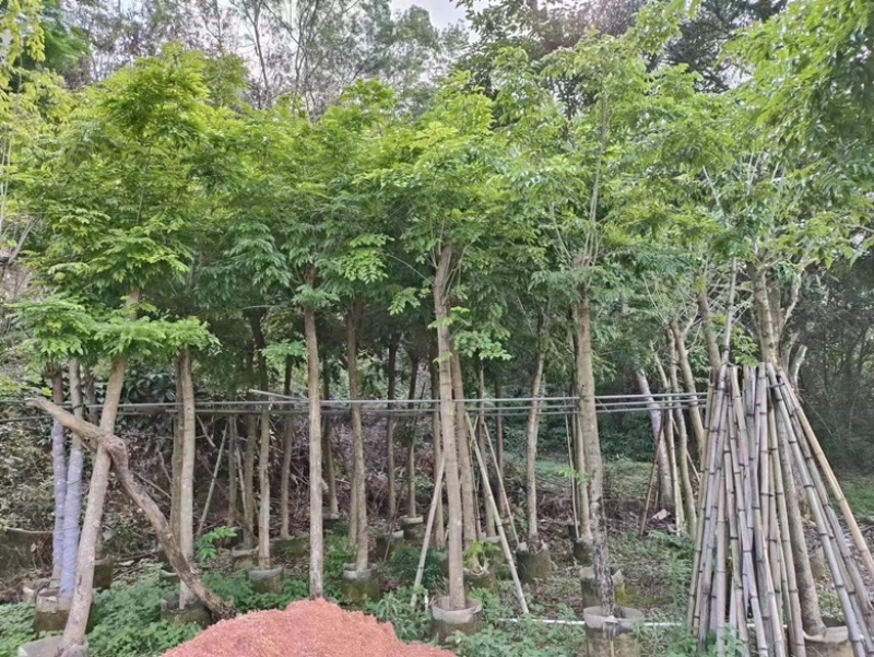 海南黄花梨