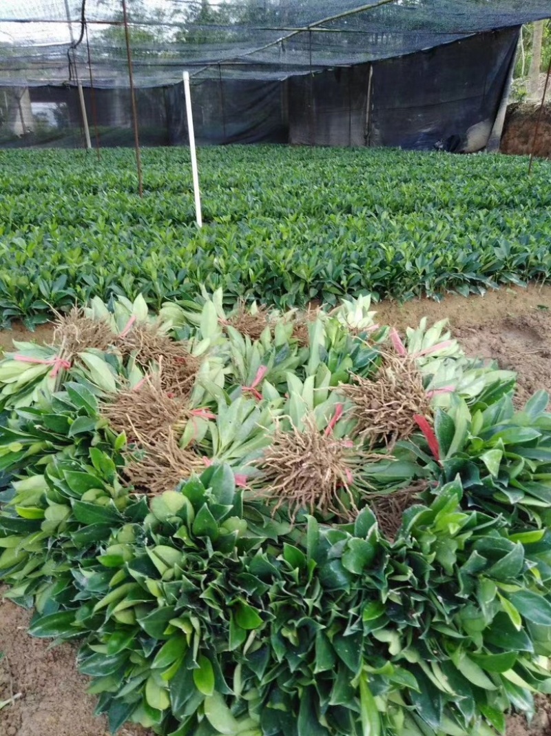 非洲茉莉扦插苗