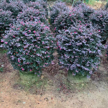 红继木球