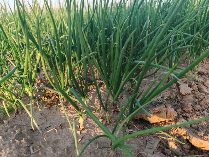 河南洋葱苗，河西二红洋葱苗基地发货，产量高，抗病能力强