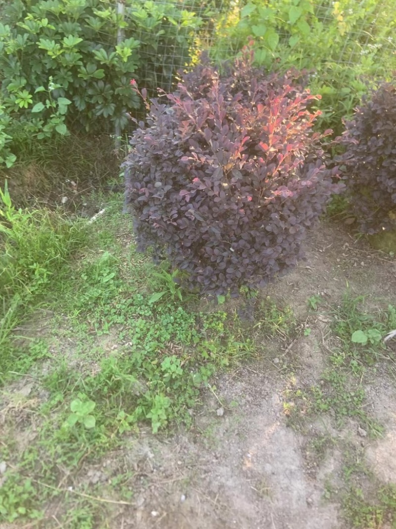 红继木球
