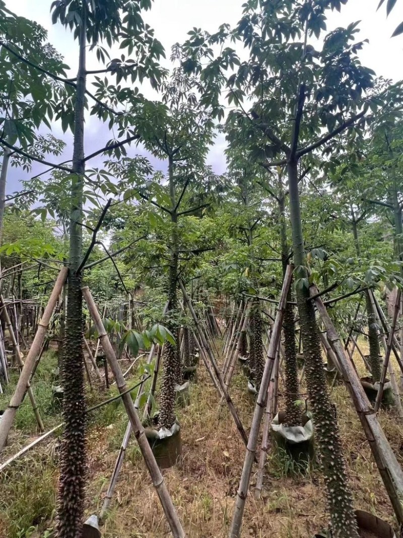 美人树