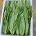 精品油麦菜,各种叶菜对接批发市场电商社区团购
