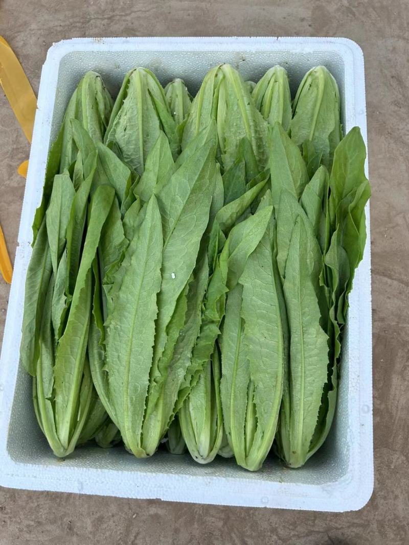 精品油麦菜，各种叶菜对接批发市场电商社区团购