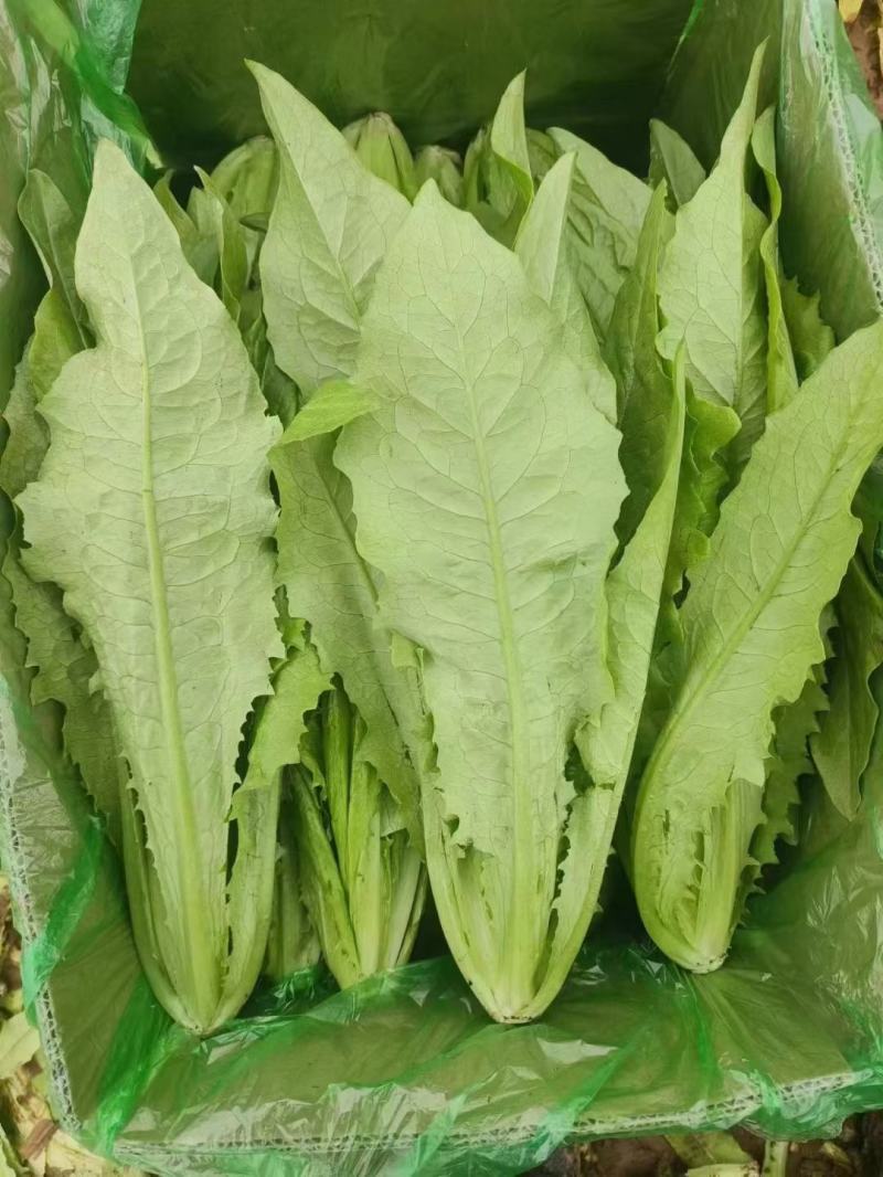 精品油麦菜，各种叶菜对接批发市场电商社区团购