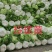北京三号白菜玲珑黄3一6斤净菜并有专业团队为你服务