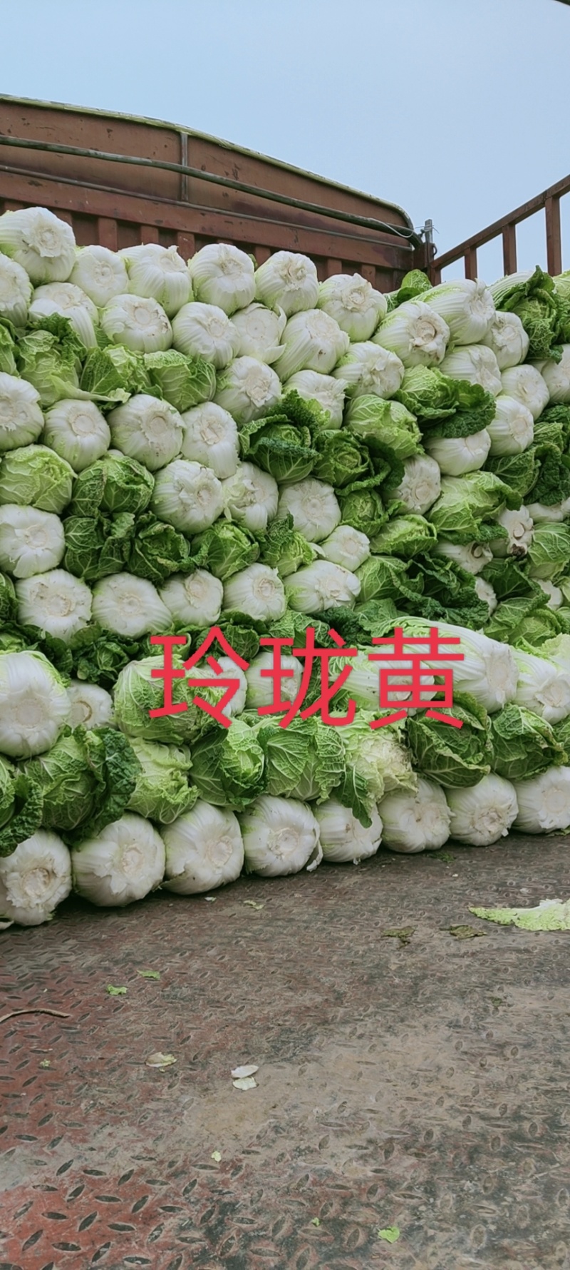 北京三号白菜玲珑黄3一6斤净菜并有专业团队为你服务