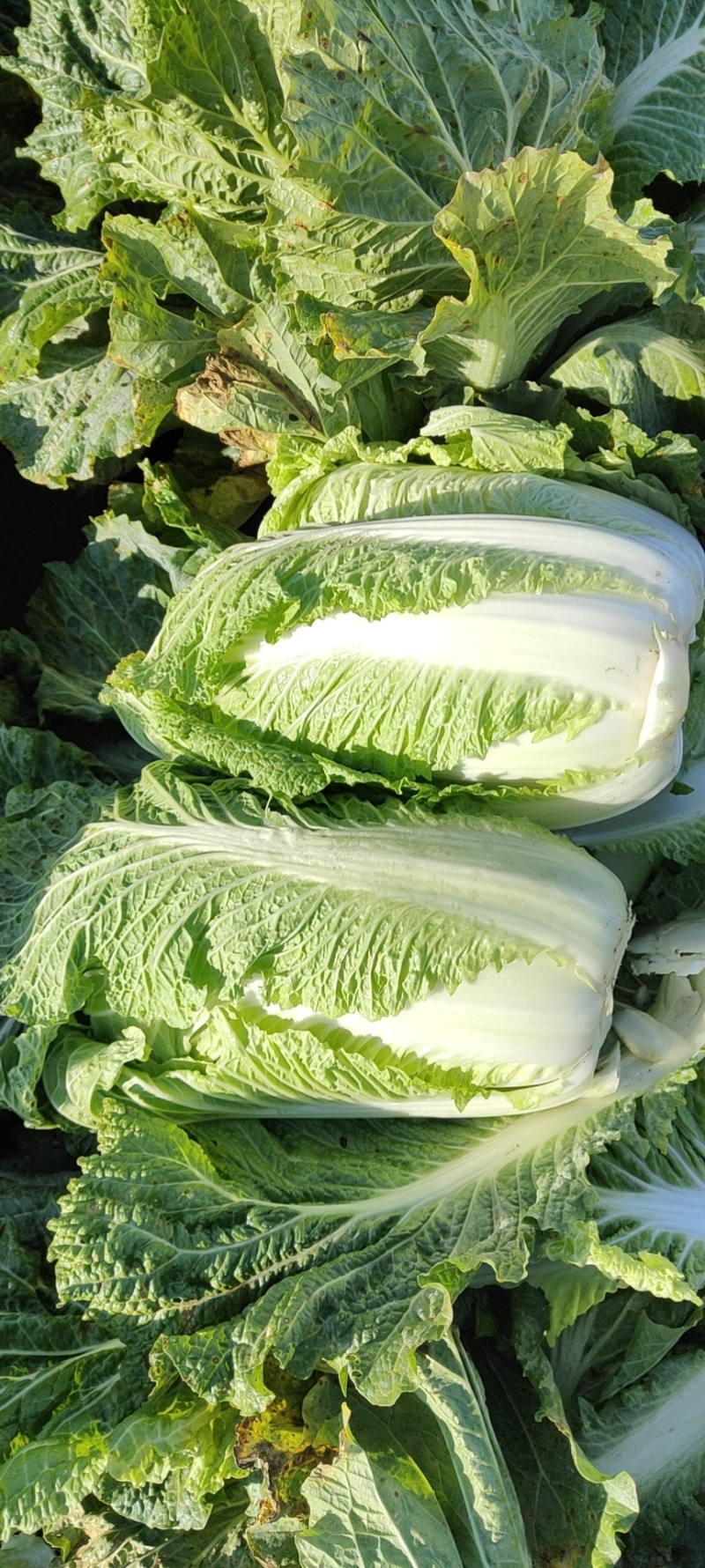 北京三号白菜玲珑黄3一6斤净菜并有专业团队为你服务