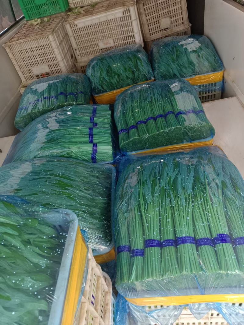 空心菜精品空心菜常年生产各类蔬菜供应稳定