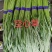 空心菜精品空心菜常年生产各类蔬菜供应稳定