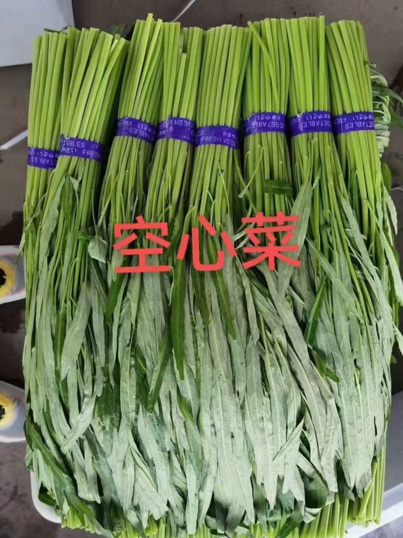空心菜精品空心菜常年生产各类蔬菜供应稳定