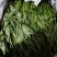 空心菜精品空心菜常年生产各类蔬菜供应稳定
