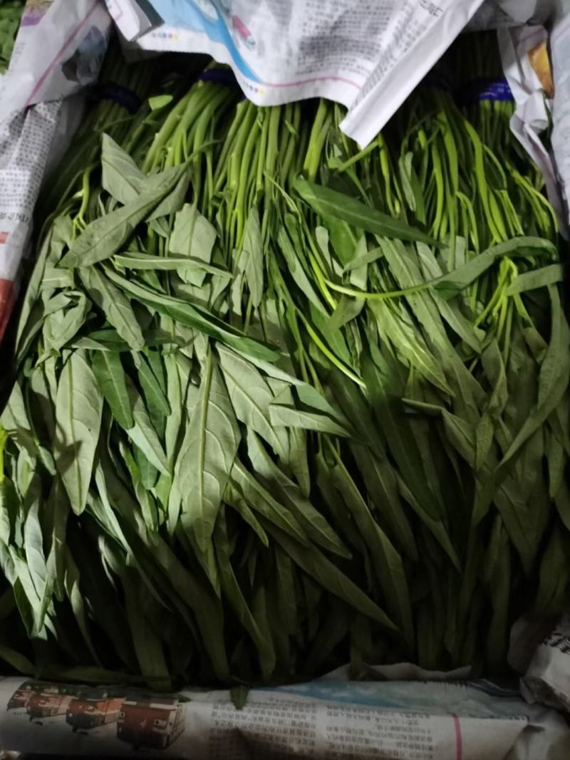 空心菜精品空心菜常年生产各类蔬菜供应稳定
