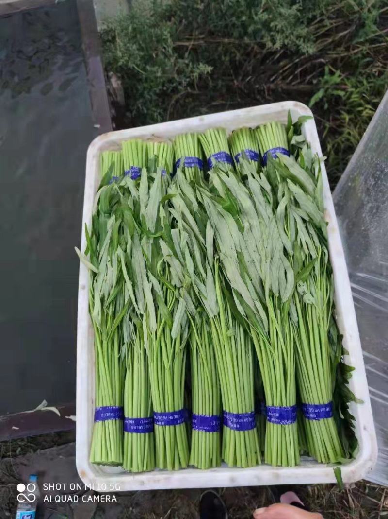 空心菜精品空心菜常年生产各类蔬菜供应稳定