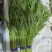 空心菜精品空心菜常年生产各类蔬菜供应稳定