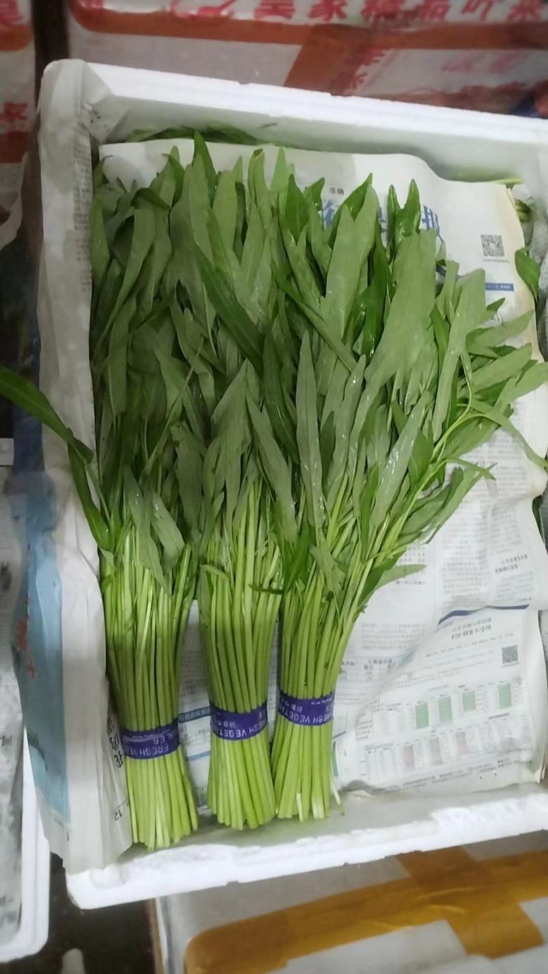 空心菜精品空心菜常年生产各类蔬菜供应稳定