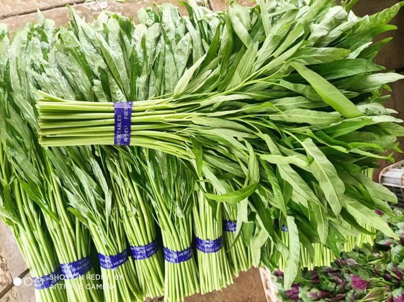 空心菜精品空心菜常年生产各类蔬菜供应稳定