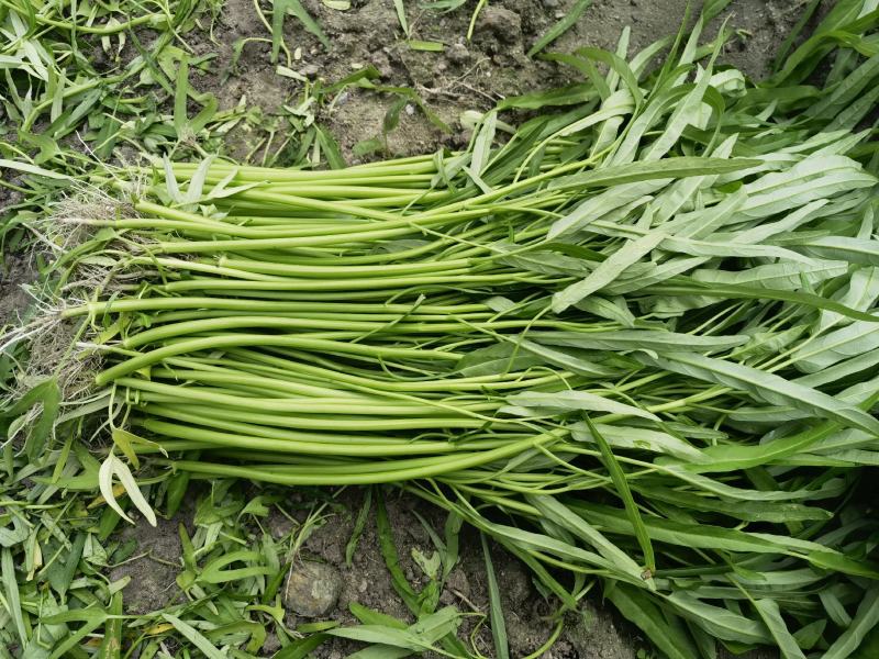空心菜精品空心菜常年生产各类蔬菜供应稳定