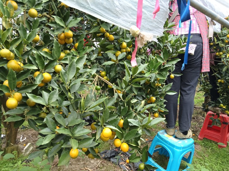 融安金桔纯甜无酸，