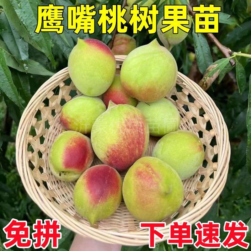 新品种桃树苗高产脆甜鹰嘴桃桃子稀有品种鹰嘴蜜桃苗