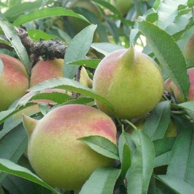 新品种桃树苗高产脆甜鹰嘴桃桃子稀有品种鹰嘴蜜桃苗