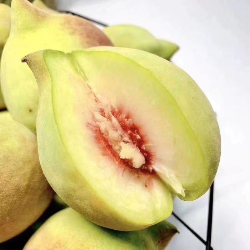 新品种桃树苗高产脆甜鹰嘴桃桃子稀有品种鹰嘴蜜桃苗