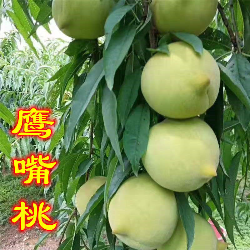 新品种桃树苗高产脆甜鹰嘴桃桃子稀有品种鹰嘴蜜桃苗