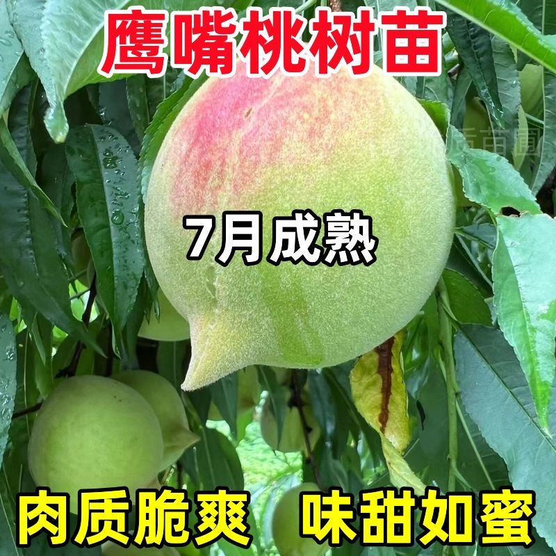 新品种桃树苗高产脆甜鹰嘴桃桃子稀有品种鹰嘴蜜桃苗