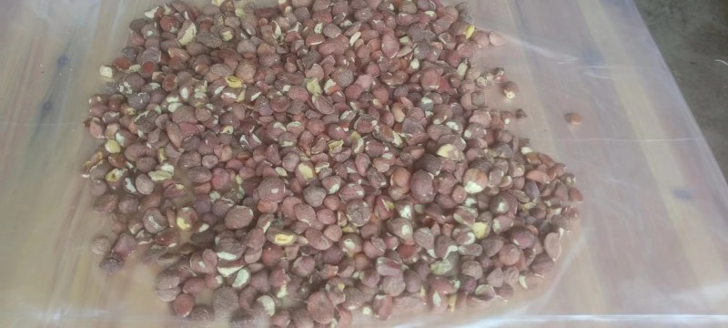 广西百色无公害山茶仁油茶籽品质正宗诚信经营