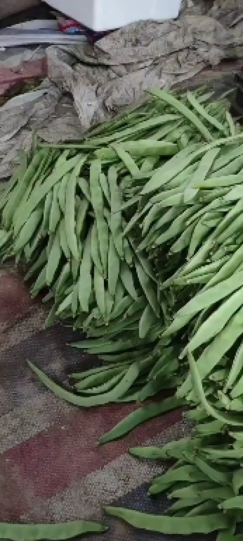 暖棚芸豆大量上市，质量好，价格便宜