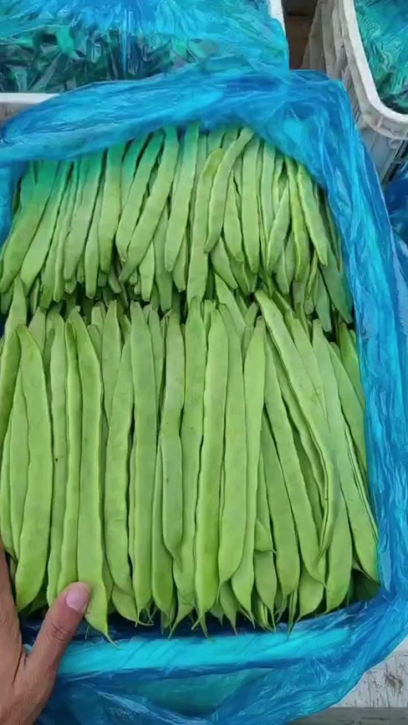 暖棚芸豆大量上市，质量好，价格便宜