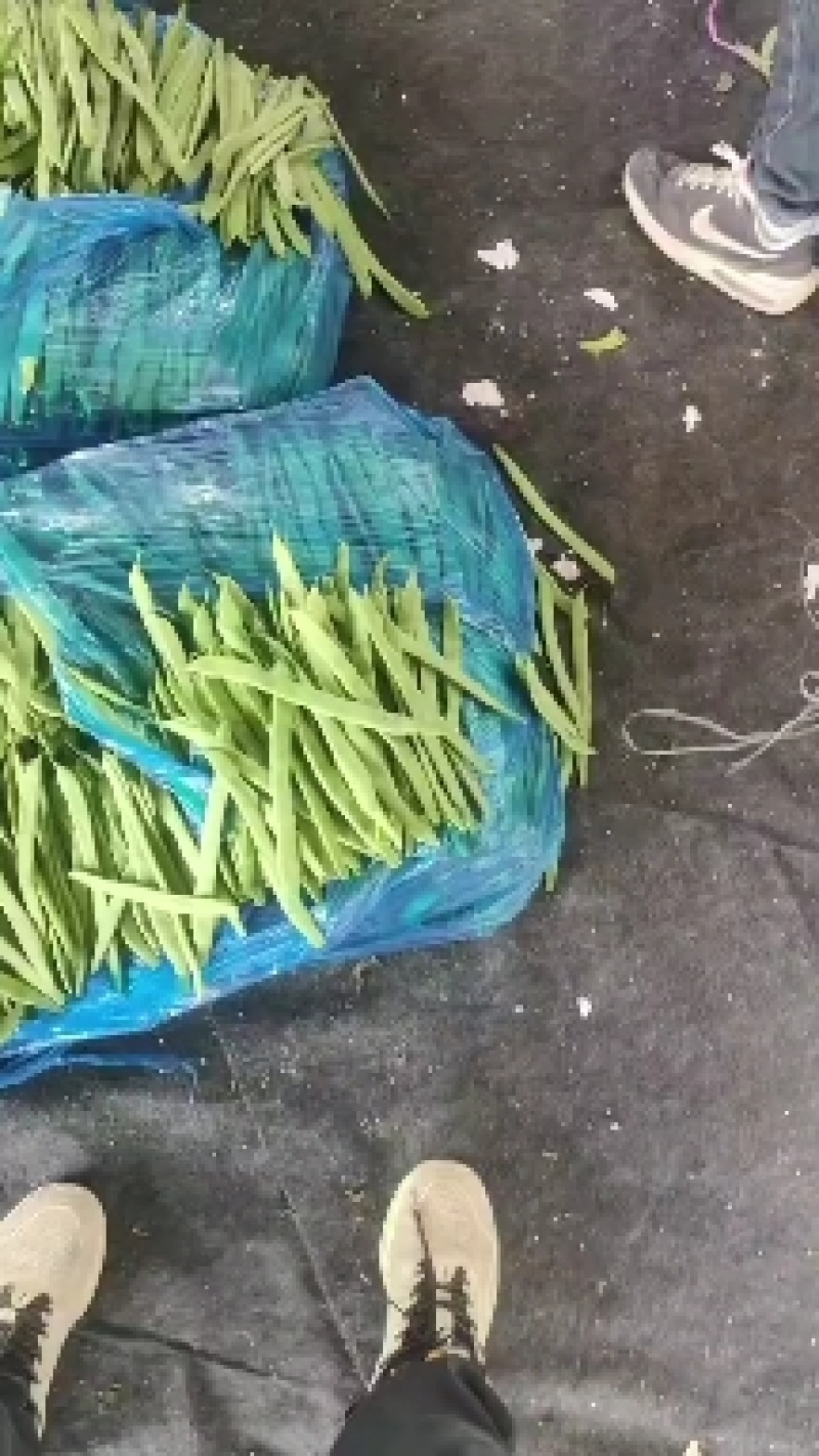 暖棚芸豆大量上市，质量好，价格便宜